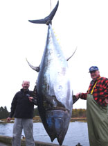 Thunfisch Fotos aus Nova Scotia